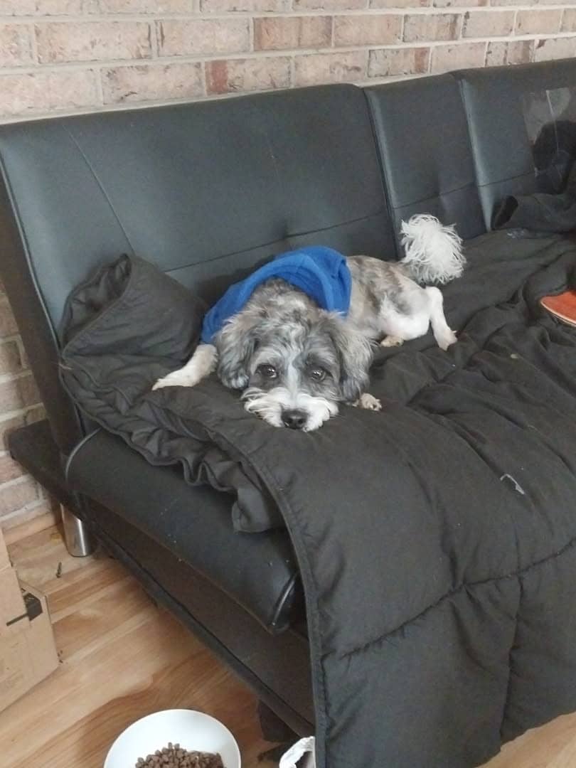 Professional pet sitting services